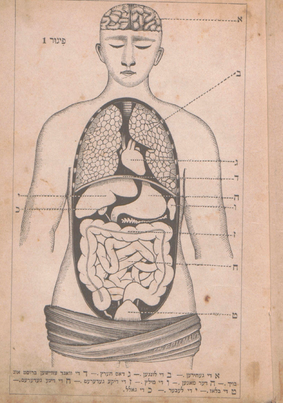 Anatomia człowieka
